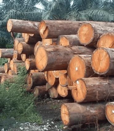 Meranti Wood