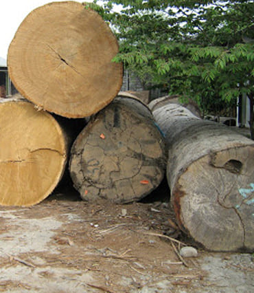 Yellow Meranti Logs