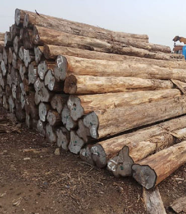 Tanzania Teak Wood