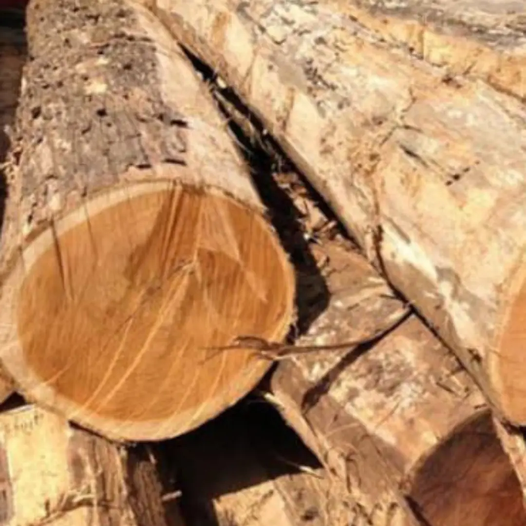 Teak Wood Sillie