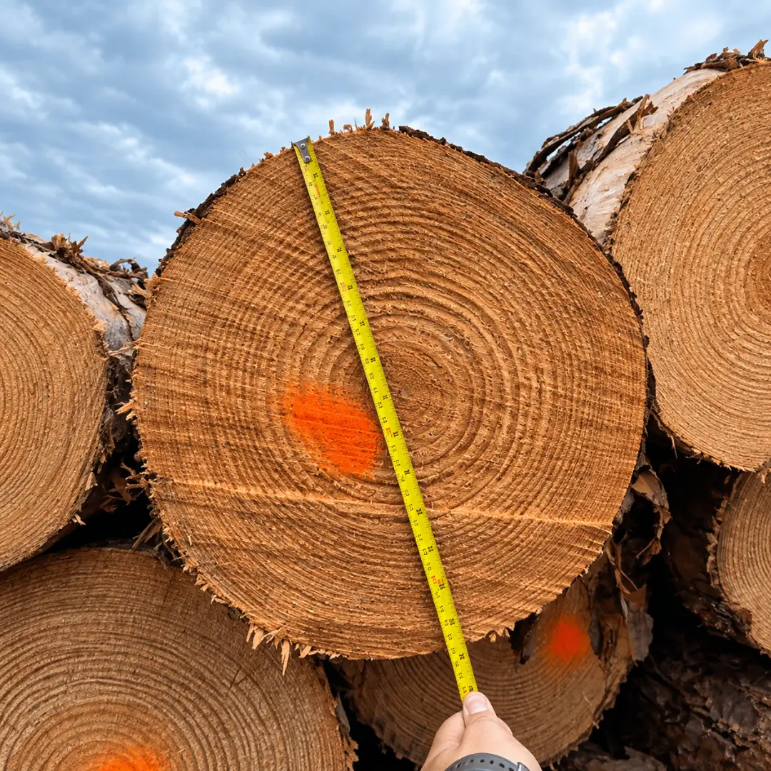 Pine Wood Logs